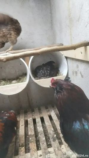 Ouă incubat araucana potîrnichiu sălbatic cu favoriții  - imagine 3