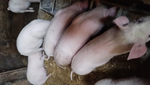 Vând șoldani 40 kg  - imagine 3