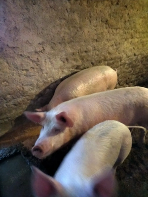 cauta casa nouă! - imagine 5