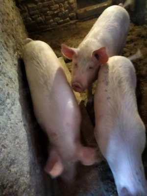 cauta casa nouă! - imagine 3