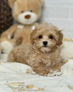 baietel maltipoo pudel toy