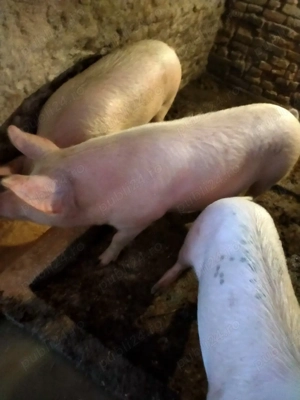 cauta casa nouă! - imagine 2