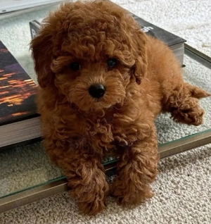 Pudel   Poodle mini-toy fetiță 