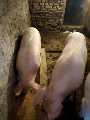 cauta casa nouă! - imagine 4