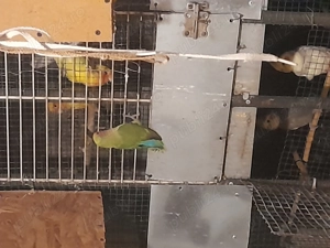 Vanzare papagali  - imagine 2