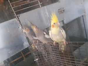 Vanzare papagali  - imagine 4