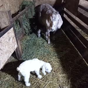 țap de vânzare  - imagine 5