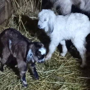 țap de vânzare  - imagine 4