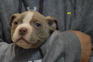 Mascul American Bully Pocket ABKC