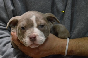 American bully pocket