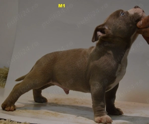 Mascul American Bully Pocket ABKC - imagine 2