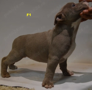 Femela American Bully Pocket ABKC - imagine 2