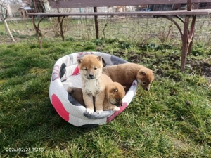 Căței Shiba inu fetiță grăsuță  - imagine 3