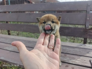 Căței Shiba inu fetiță grăsuță  - imagine 2