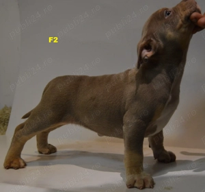 American Bully pocket