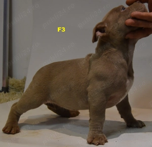Femela American Bully Pocket ABKC  - imagine 2