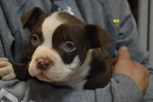 American Bully pocket