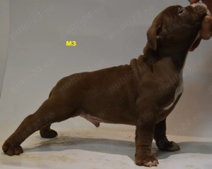 Mascul American Bully Pocket ABKC  - imagine 2