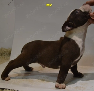 Mascul American Bully Pocket ABKC  - imagine 2