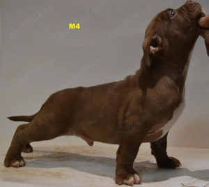 American bully pocket