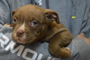 Mascul American Bully Pocket ABKC 