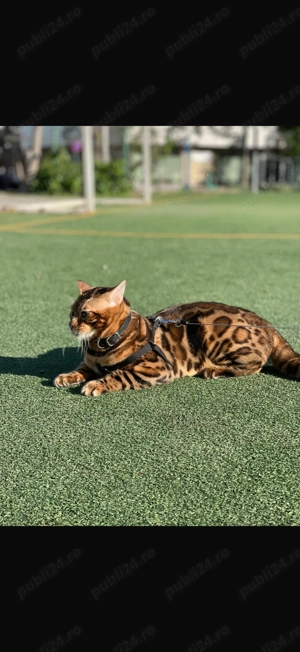 Vând Pui Pisică Bengal  - imagine 5