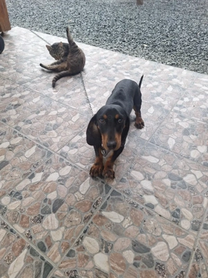 vand catelusa de tekel rasa curata  - imagine 3