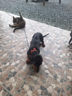 vand catelusa de tekel rasa curata  - imagine 2