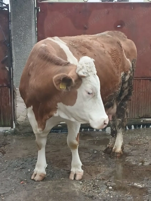 Vând vaca baltata - imagine 2