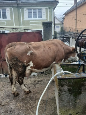 Vând vaca baltata - imagine 4