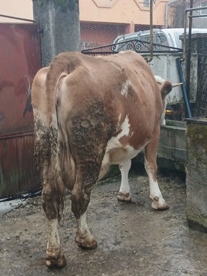 Vând vaca baltata - imagine 3