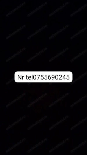 Vând purceii de 7 săptămâni  - imagine 2