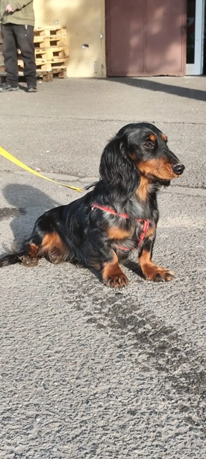 Teckel cu părul lung  - imagine 3