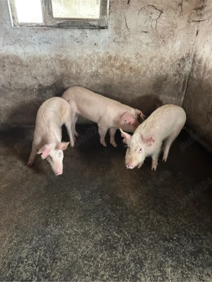 Soldani Pietrain  rasa de carne landras si mare alb  - imagine 3