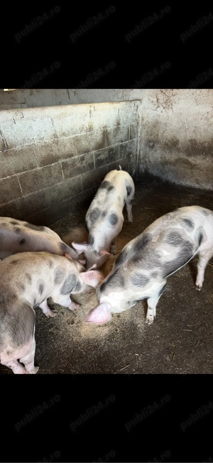 Soldani Pietrain  rasa de carne landras si mare alb 