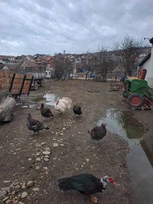 Vând curci si curcan 