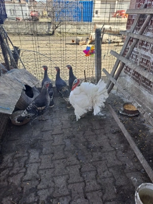 Vând curci si curcan  - imagine 2