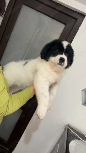 Pui ciobanesc bucovina  - imagine 3