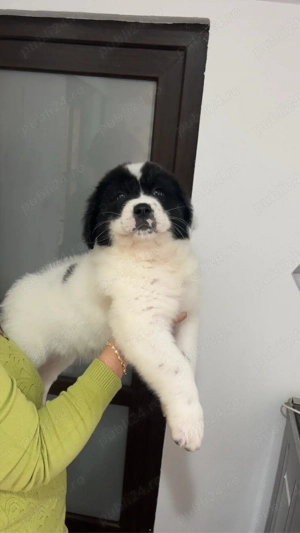 Pui ciobanesc bucovina  - imagine 2