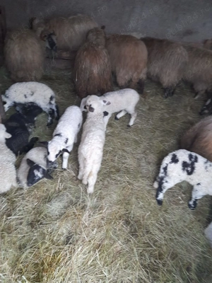 Vand 50 de oi cu miei