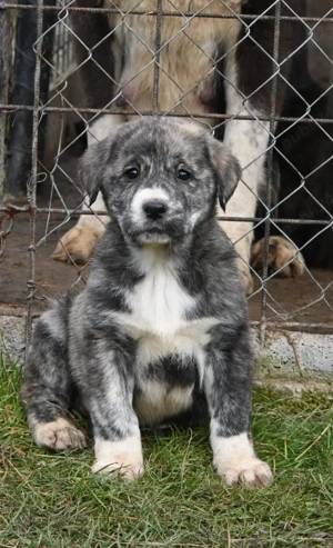 Ciobsnesc de Asia Centrala  - imagine 4