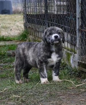 Ciobsnesc de Asia Centrala  - imagine 3