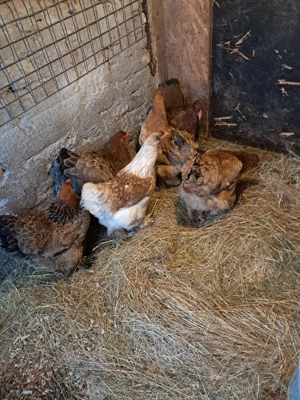 Puicute brahma tineret  - imagine 2