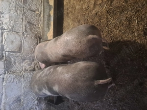 vitus Istvan  - imagine 2