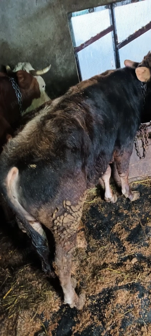 vitel brun - imagine 2