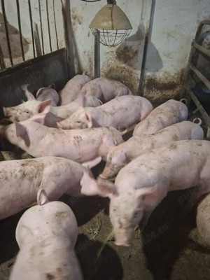 Vand purcei detalii la telefon - imagine 2