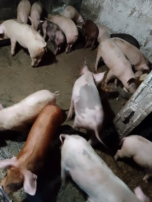 purcei și șoldani - imagine 3