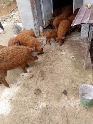 purcei și șoldani - imagine 4