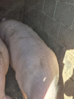 De vânzare  - imagine 2