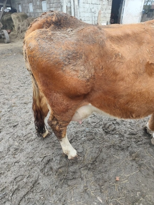 Vaci de vânzare ... - imagine 3